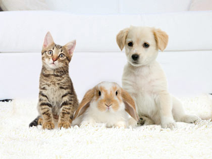 Adopting Your First Pet From an Animal Rescue Centre