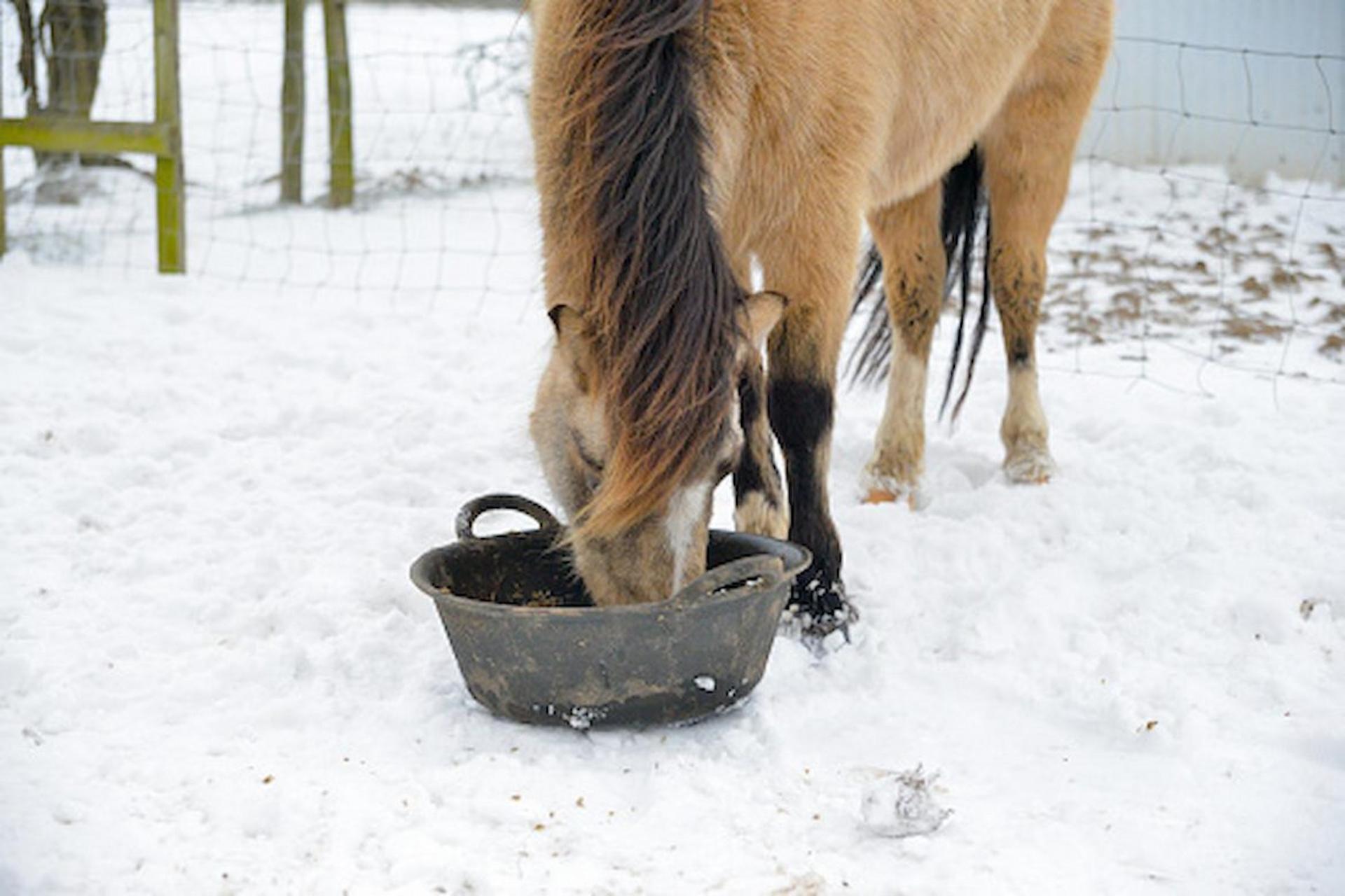 Top Tips For Keeping Your Veteran Horse Healthy This Winter