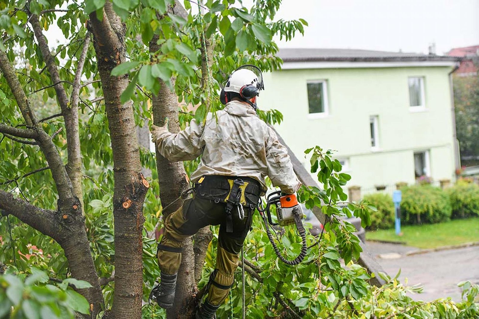 tree surgeon